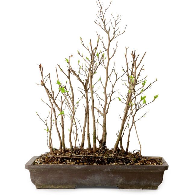 Stewartia monadelpha, 37 cm, ± 12 ans