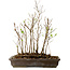 Stewartia monadelpha, 37 cm, ± 12 jaar oud