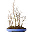 Stewartia monadelpha, 47 cm, ± 12 años de edad