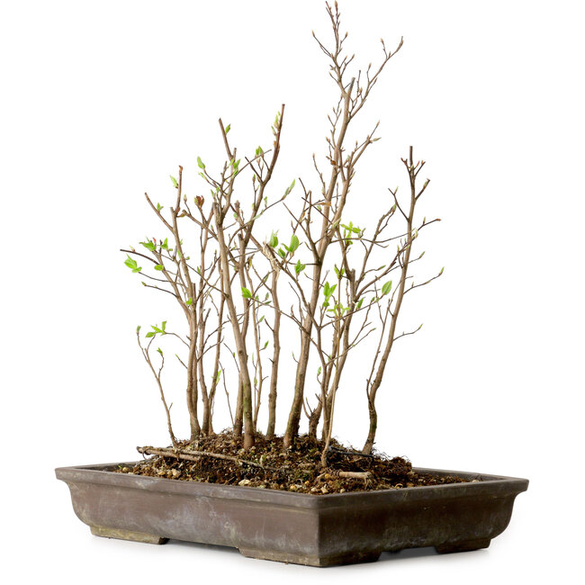 Stewartia monadelpha, 37 cm, ± 12 jaar oud