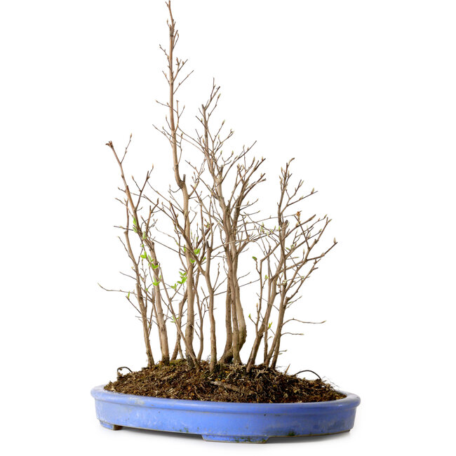 Stewartia monadelpha, 47 cm, ± 12 jaar oud