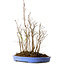Stewartia monadelpha, 47 cm, ± 12 años de edad