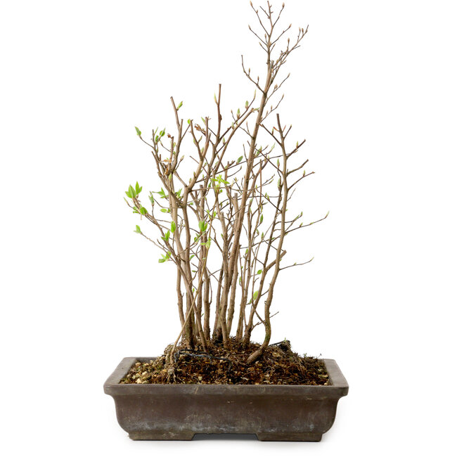 Stewartia monadelpha, 37 cm, ± 12 anni