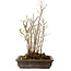 Stewartia monadelpha, 37 cm, ± 12 jaar oud