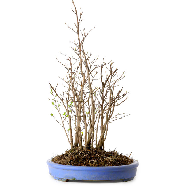Stewartia monadelpha, 47 cm, ± 12 años de edad
