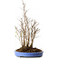 Stewartia monadelpha, 47 cm, ± 12 años de edad