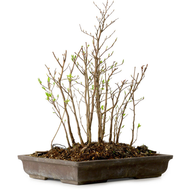 Stewartia monadelpha, 37 cm, ± 12 ans