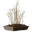 Stewartia monadelpha, 37 cm, ± 12 jaar oud
