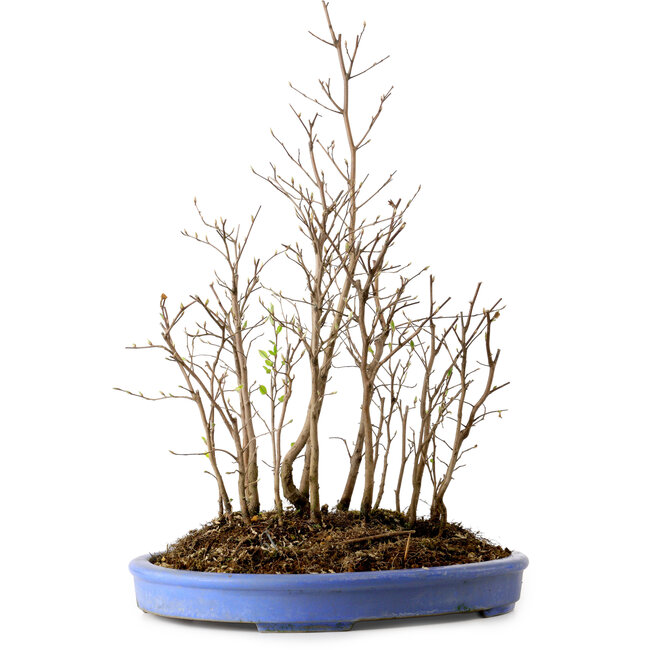 Stewartia monadelpha, 47 cm, ± 12 años de edad