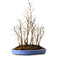 Stewartia monadelpha, 47 cm, ± 12 años de edad