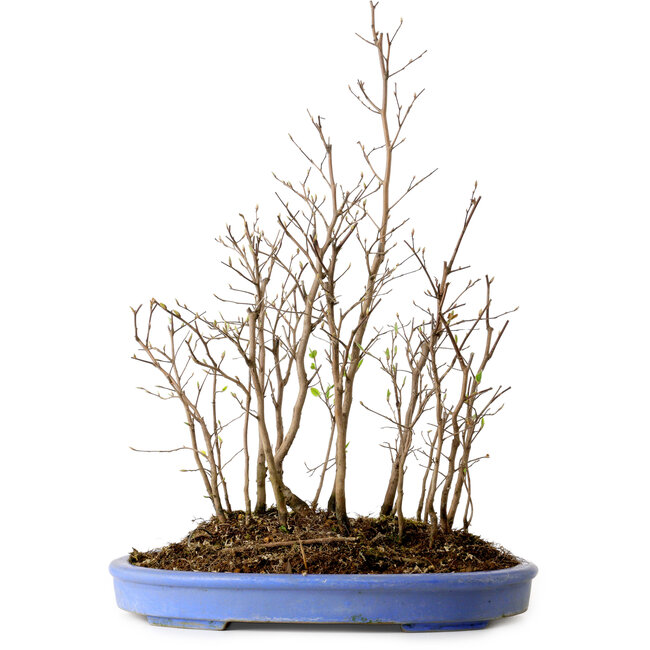 Stewartia monadelpha, 47 cm, ± 12 Jahre alt