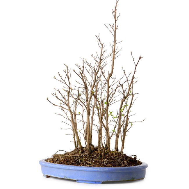 Stewartia monadelpha, 47 cm, ± 12 años de edad
