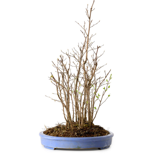 Stewartia monadelpha, 47 cm, ± 12 años de edad