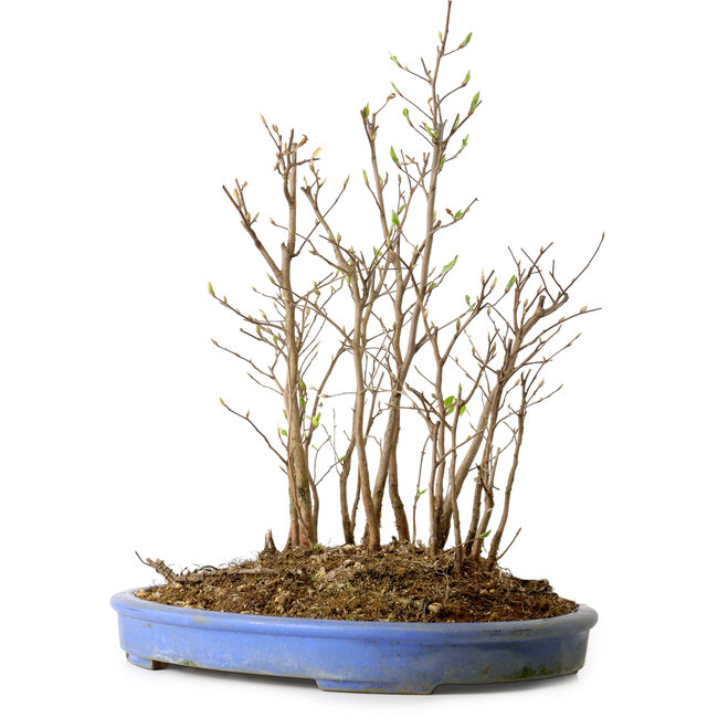 Stewartia monadelpha, 39 cm, ± 12 jaar oud