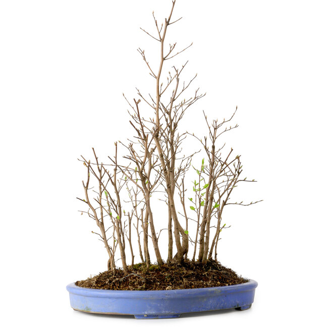 Stewartia monadelpha, 47 cm, ± 12 años de edad