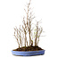 Stewartia monadelpha, 47 cm, ± 12 años de edad