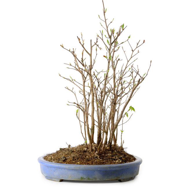 Stewartia monadelpha, 39 cm, ± 12 years old