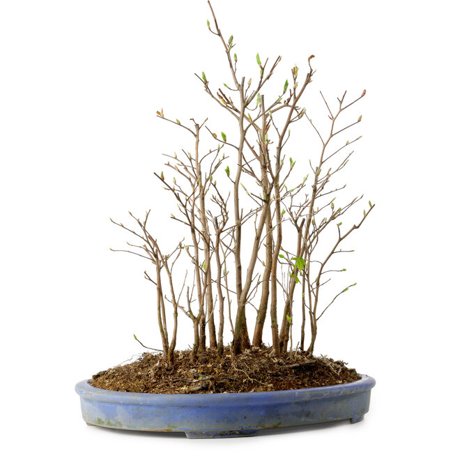 Stewartia monadelpha, 39 cm, ± 12 años de edad