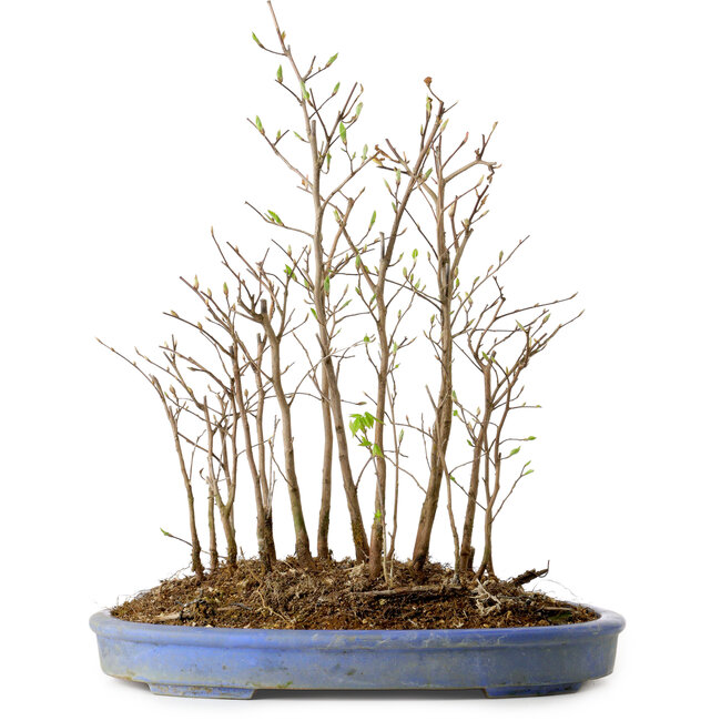 Stewartia monadelpha, 39 cm, ± 12 Jahre alt