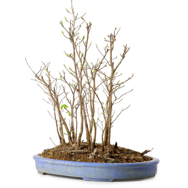 Stewartia monadelpha, 39 cm, ± 12 Jahre alt