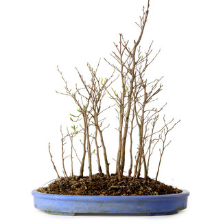 Stewartia monadelpha, 40 cm, ± 12 años de edad