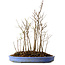 Stewartia monadelpha, 40 cm, ± 12 años de edad