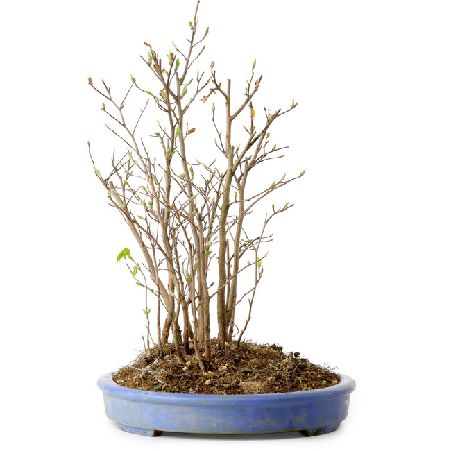 Stewartia monadelpha, 39 cm, ± 12 ans