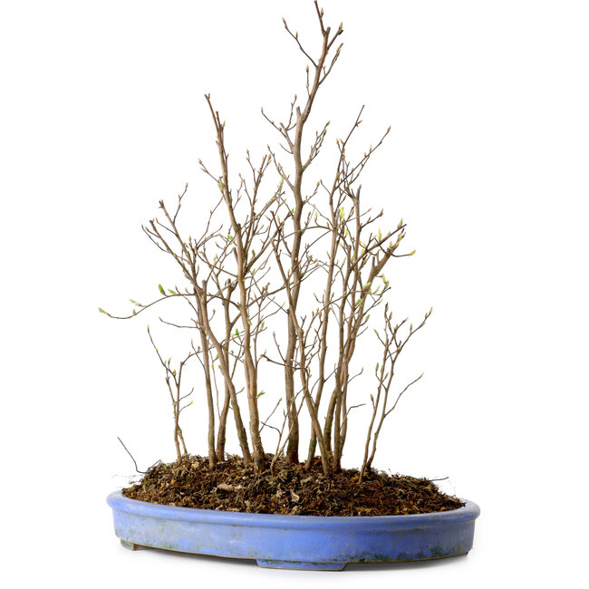 Stewartia monadelpha, 40 cm, ± 12 jaar oud