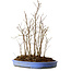 Stewartia monadelpha, 40 cm, ± 12 años de edad