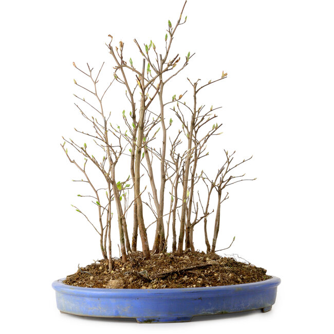 Stewartia monadelpha, 39 cm, ± 12 Jahre alt