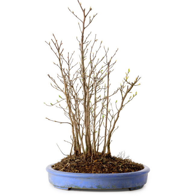 Stewartia monadelpha, 40 cm, ± 12 años de edad