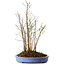 Stewartia monadelpha, 40 cm, ± 12 años de edad