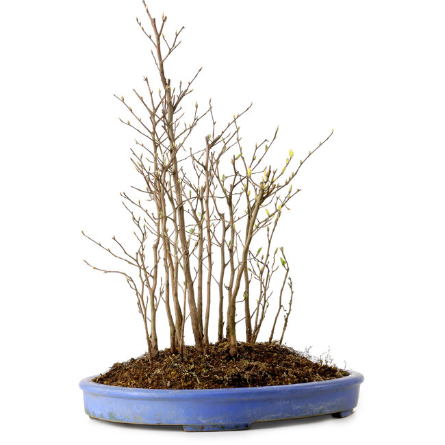 Stewartia monadelpha, 40 cm, ± 12 años de edad