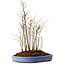 Stewartia monadelpha, 40 cm, ± 12 años de edad