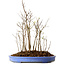 Stewartia monadelpha, 40 cm, ± 12 años de edad