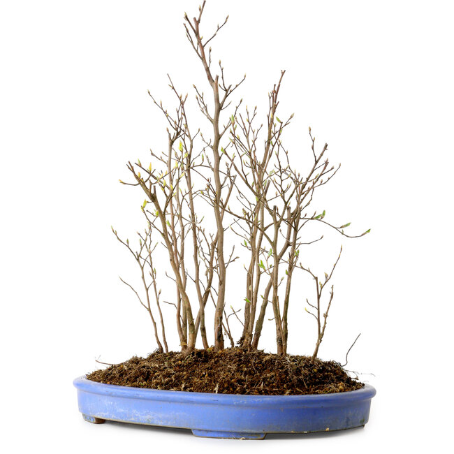 Stewartia monadelpha, 40 cm, ± 12 años de edad