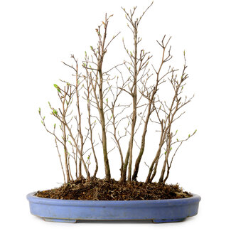 Stewartia monadelpha, 38 cm, ± 12 jaar oud