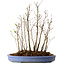 Stewartia monadelpha, 38 cm, ± 12 jaar oud