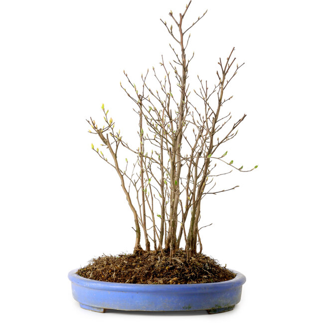 Stewartia monadelpha, 40 cm, ± 12 años de edad