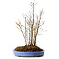 Stewartia monadelpha, 40 cm, ± 12 años de edad