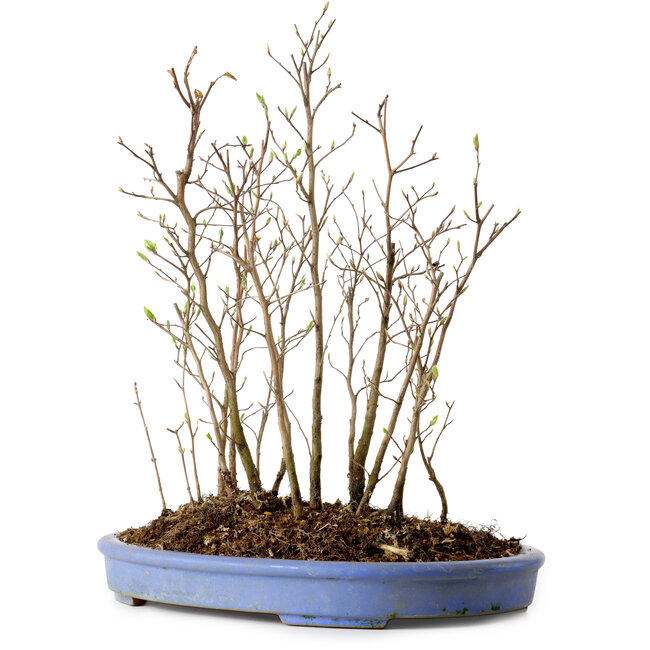 Stewartia monadelpha, 38 cm, ± 12 jaar oud