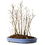 Stewartia monadelpha, 38 cm, ± 12 jaar oud