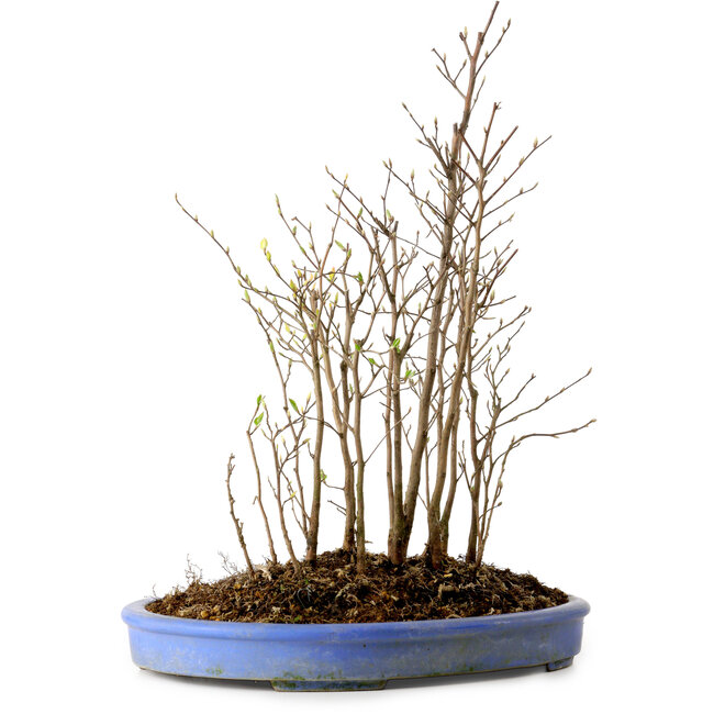 Stewartia monadelpha, 40 cm, ± 12 años de edad