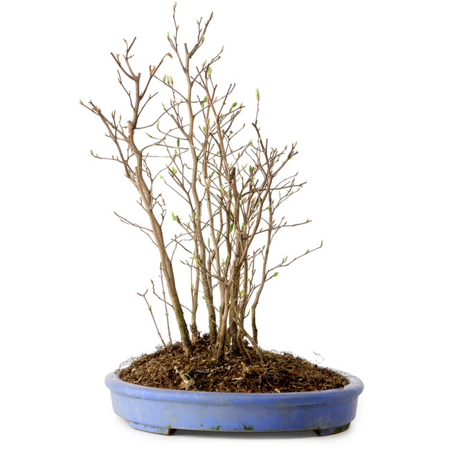 Stewartia monadelpha, 38 cm, ± 12 jaar oud