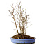 Stewartia monadelpha, 38 cm, ± 12 años de edad