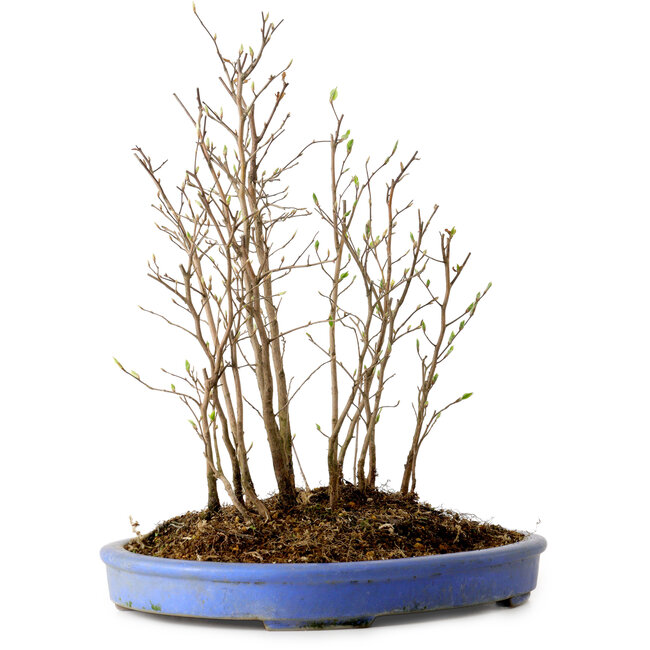 Stewartia monadelpha, 38 cm, ± 12 años de edad