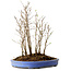 Stewartia monadelpha, 38 cm, ± 12 jaar oud