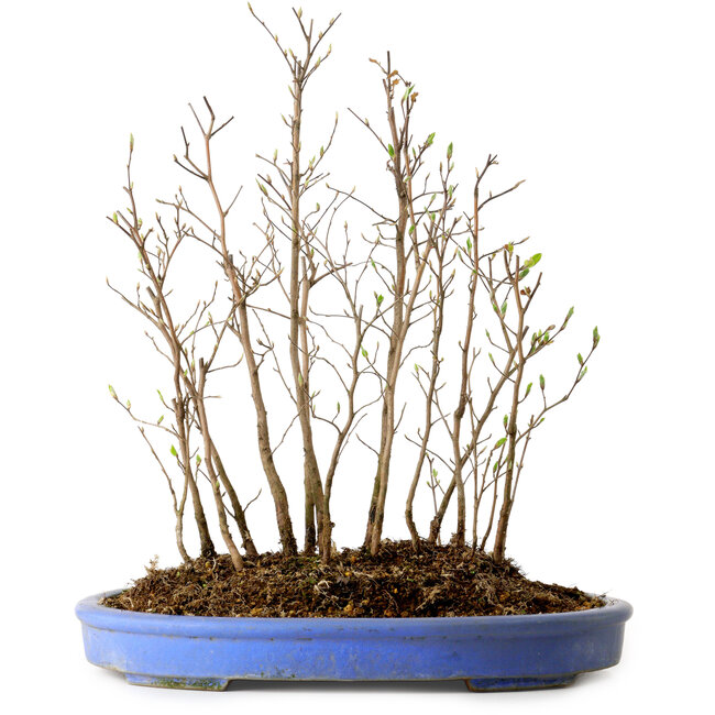 Stewartia monadelpha, 38 cm, ± 12 jaar oud