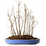 Stewartia monadelpha, 38 cm, ± 12 jaar oud