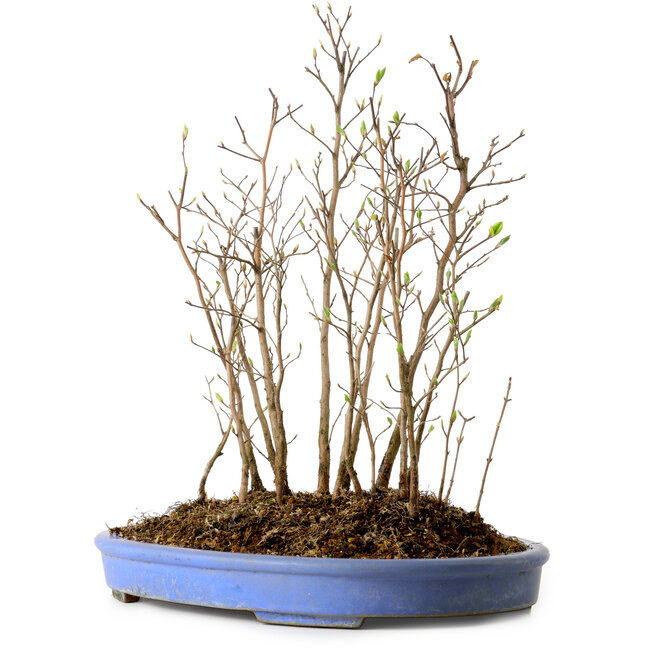 Stewartia monadelpha, 38 cm, ± 12 jaar oud